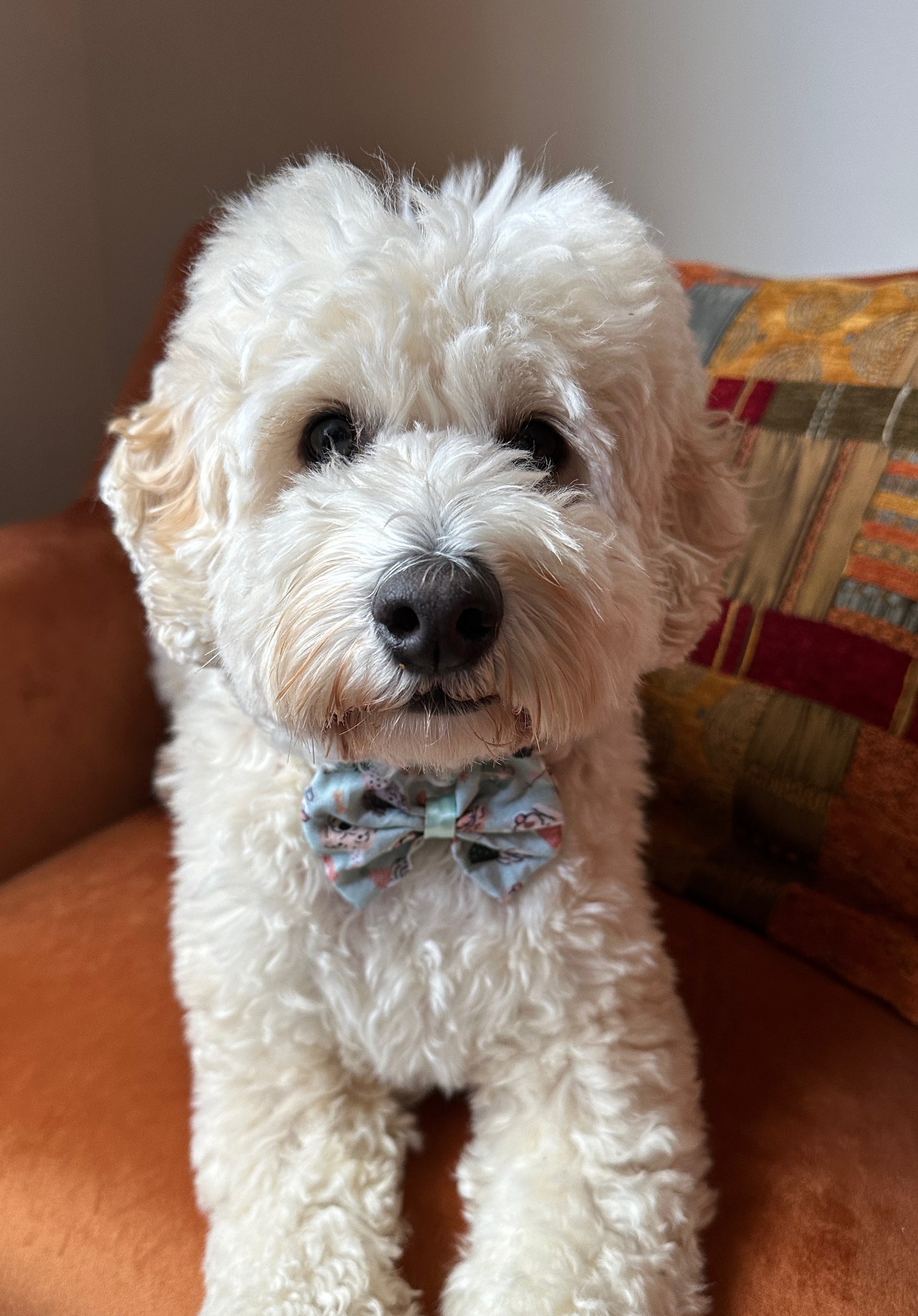 Cotton Pet Bow with collar attachment - Doodle Party