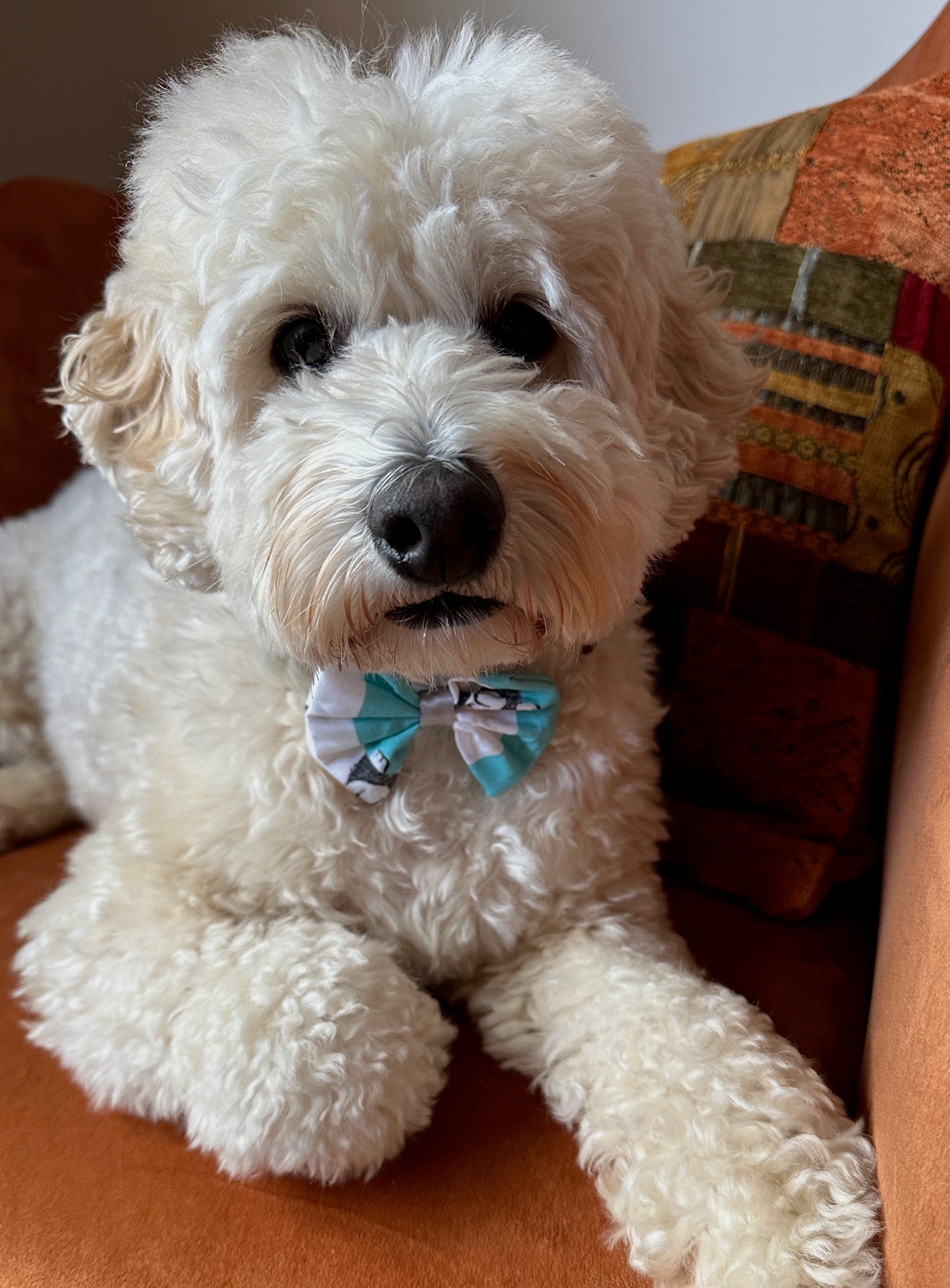 Cotton Pet Bow with collar attachment - Striped Schnauzers