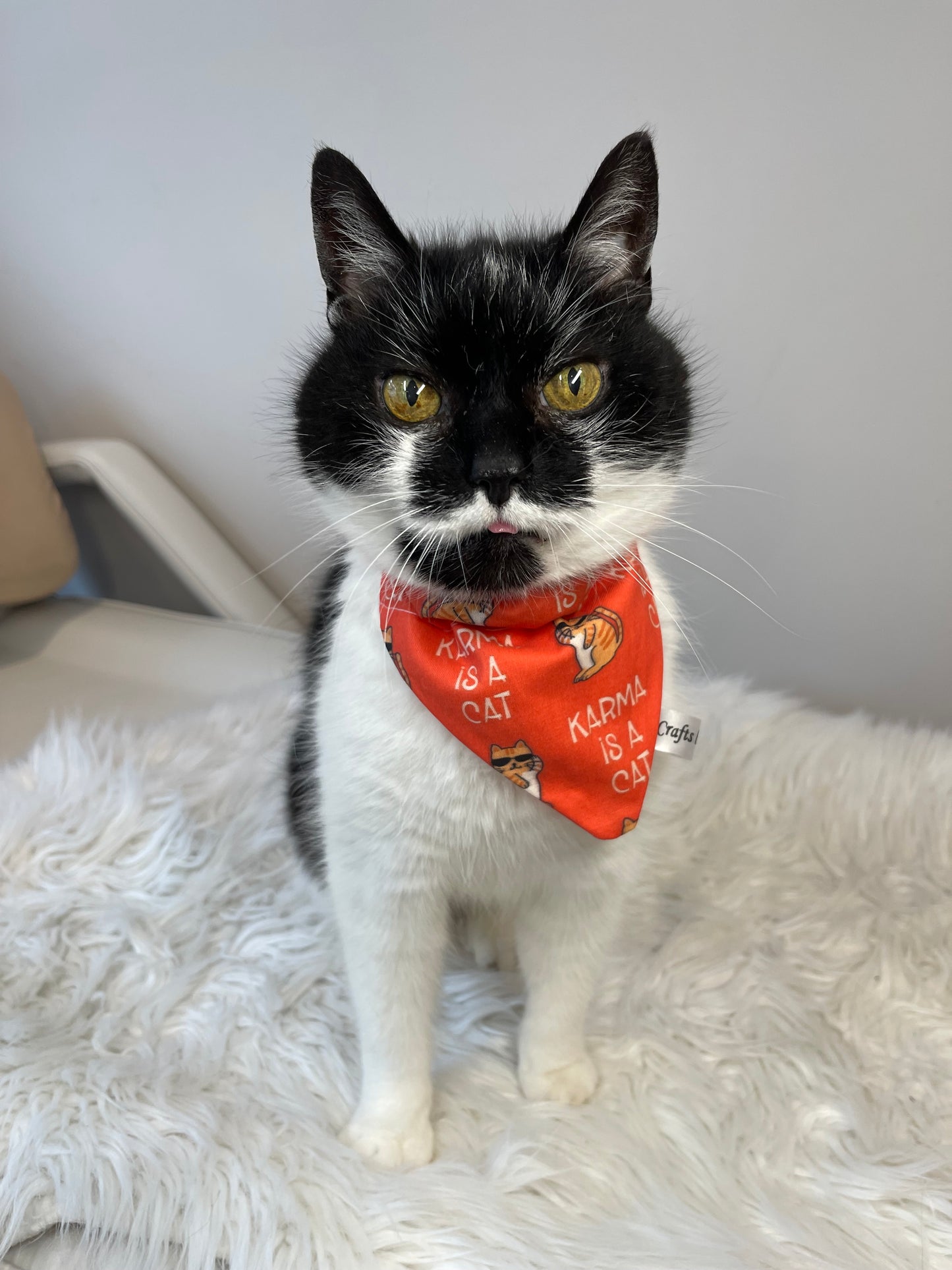 Cotton Pet Bandana with collar attachment - Karma is a Cat