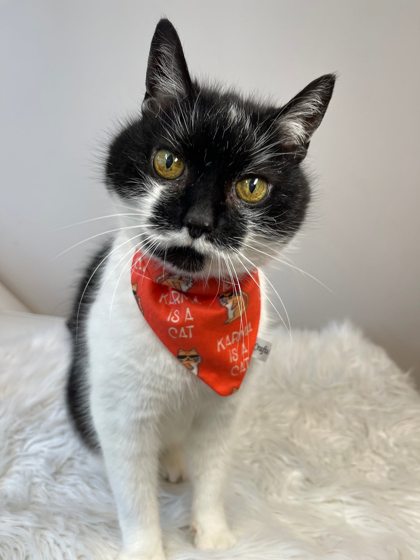 Cotton Pet Bandana with collar attachment - Karma is a Cat