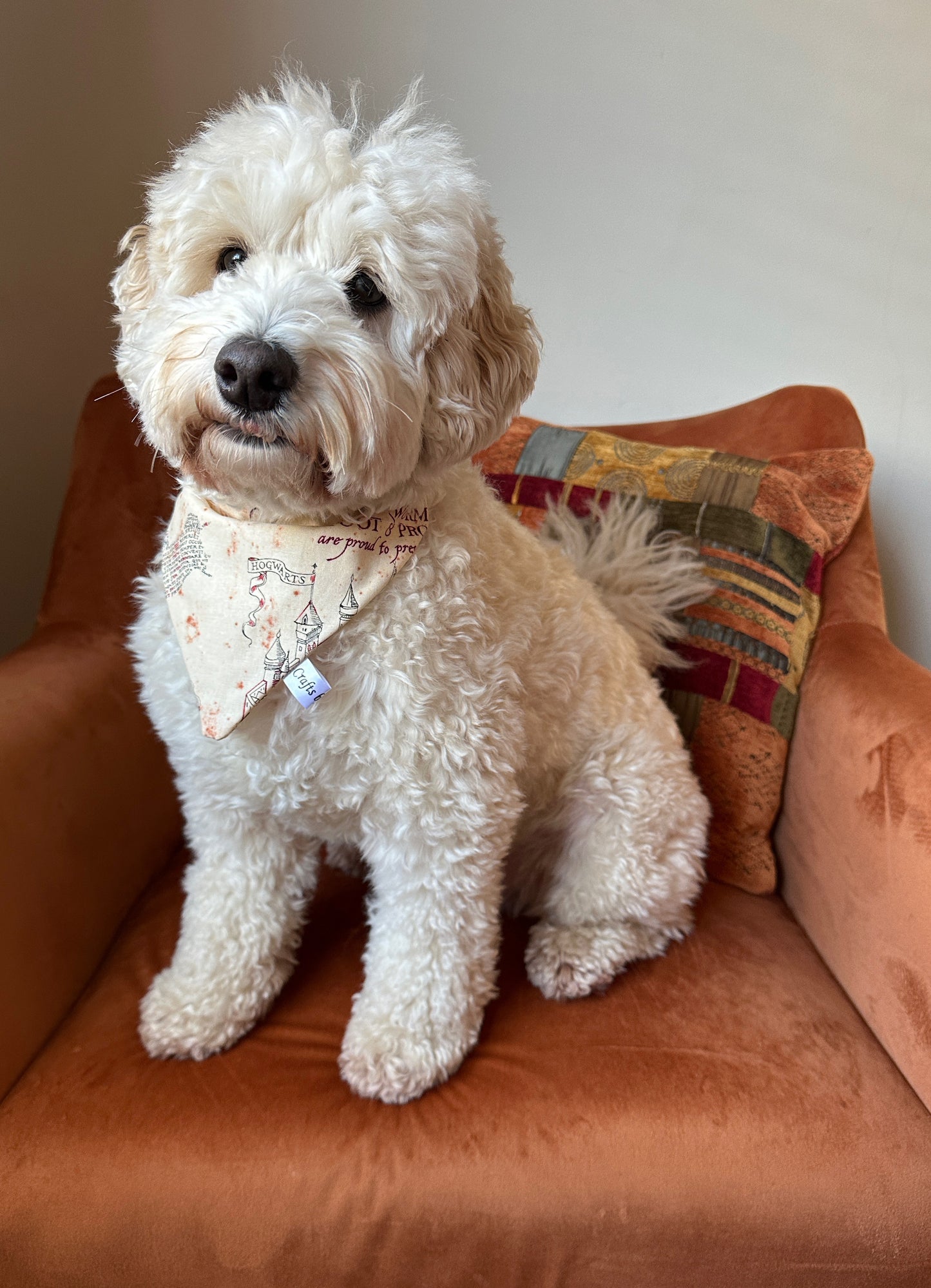 A fluffy white dog is sitting on an orange armchair with a colorful cushion behind it. The dog is wearing a Crafts by Kate Cotton Pet Bandana with collar attachment - Marauders Map and has a slightly curly coat and a gentle expression. The room is well-lit and has a cozy atmosphere, making it the perfect setting for showing off this charming pet accessory.