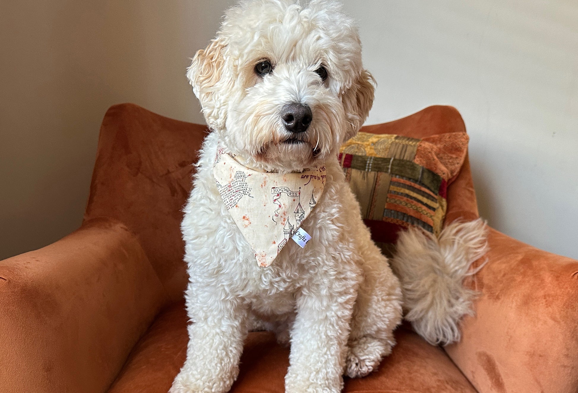 A fluffy white dog is sitting on a rust-colored armchair, adorned with a Crafts by Kate Cotton Pet Bandana with collar attachment, featuring Harry Potter's Marauders Map. Behind the dog is a colorful throw pillow, adding to the cozy scene against the light-colored background wall.