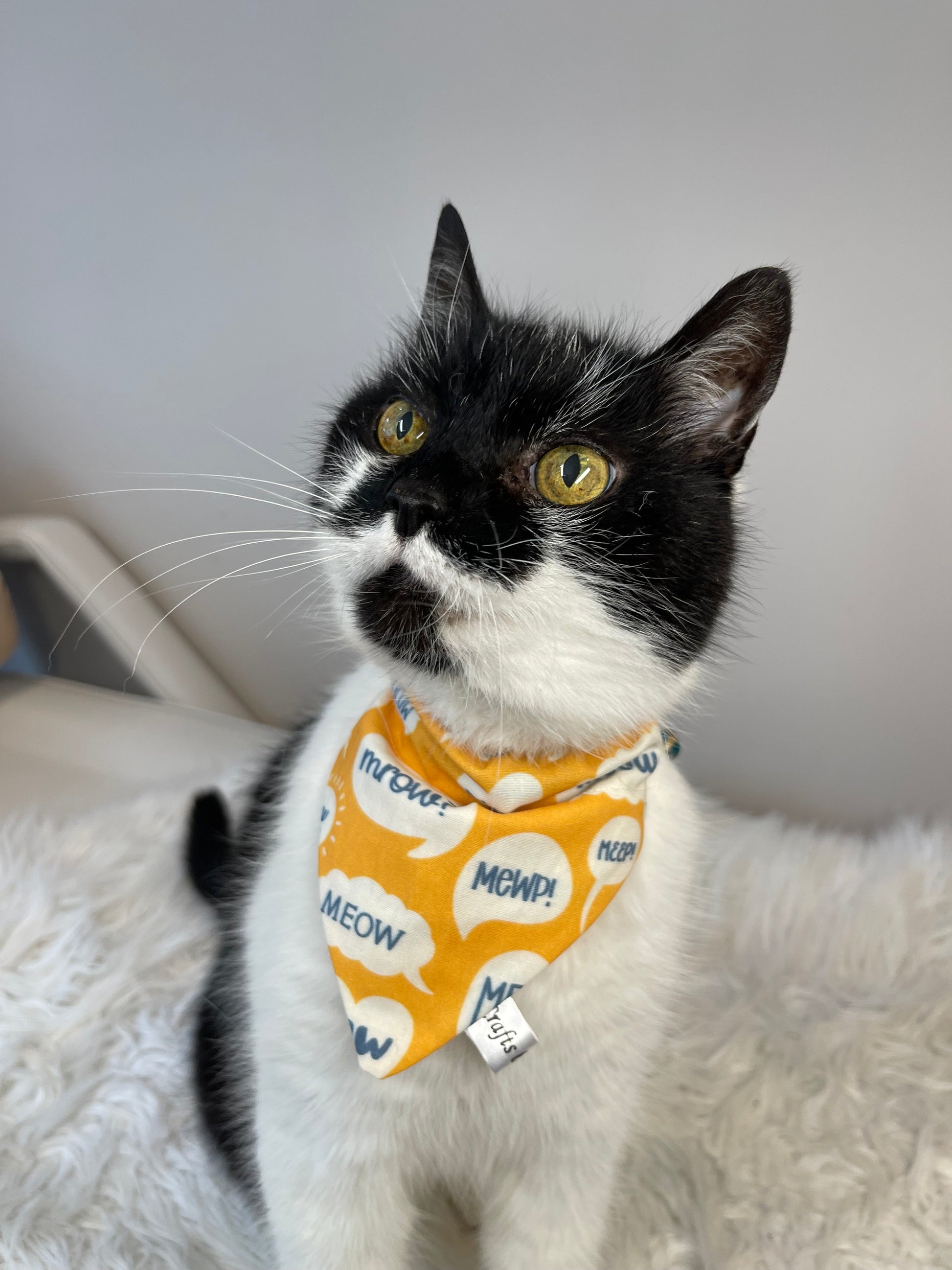 A black-and-white cat sits attentively on a fluffy white surface, wearing a Crafts by Kate Cotton Pet Bandana with collar attachment featuring "Meow." Its striking yellow eyes shine with curiosity against the simple gray background.