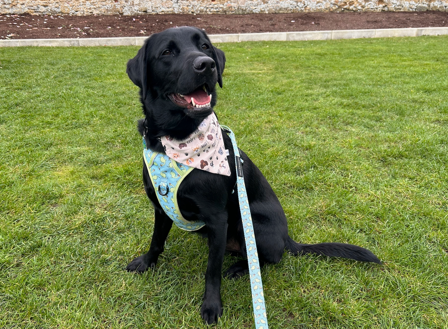 Cotton Pet Bandana with collar attachment - Adopt don’t shop