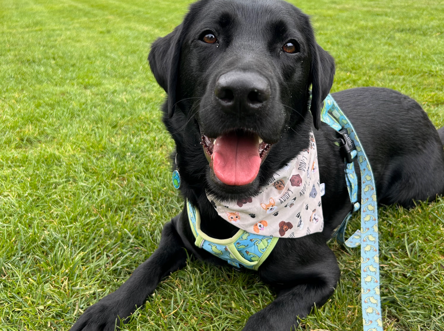 Cotton Pet Bandana with collar attachment - Adopt don’t shop