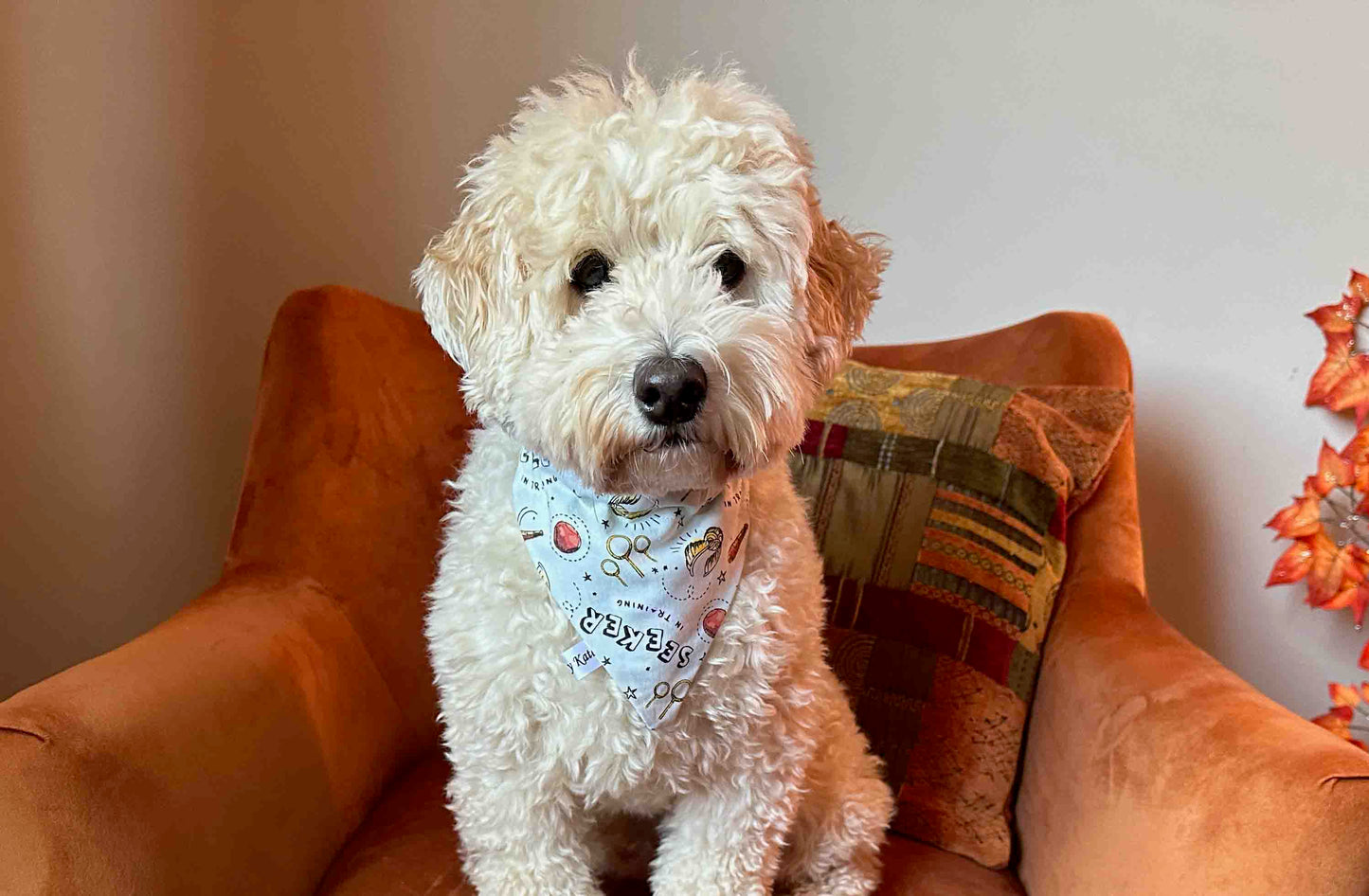 A fluffy white dog with curly fur and a curious expression is wearing the "Seeker in Training" cotton pet bandana with collar attachment from Crafts by Kate. The dog sits on an orange armchair with a patterned cushion, against a light-colored background adorned with fall-themed decorations to the right.