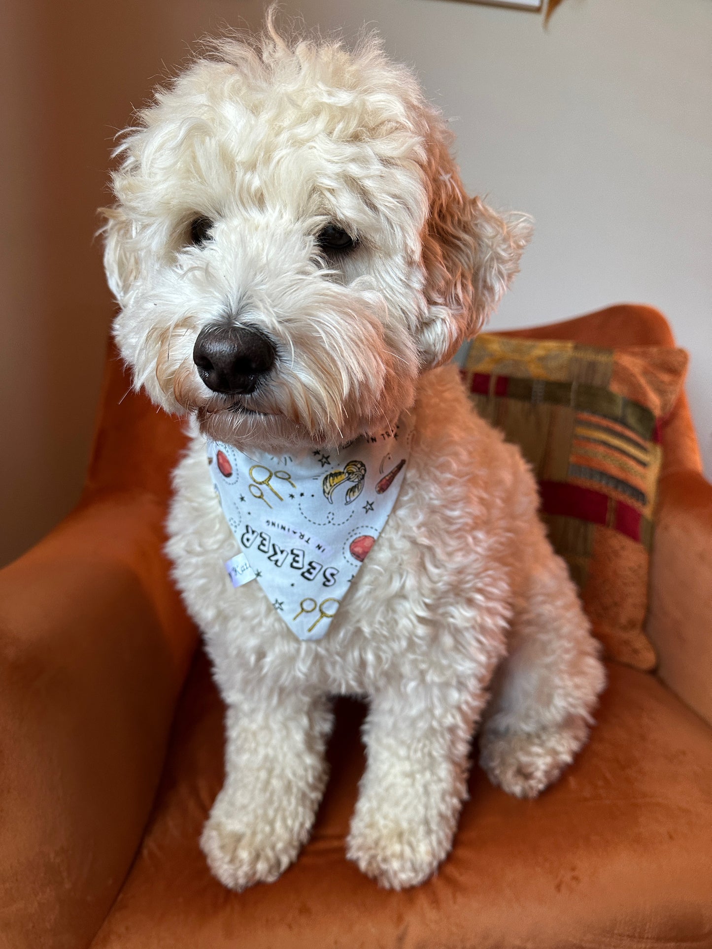 A fluffy white dog sits on an orange chair with a colorful pillow in the background. The dog is wearing a handcrafted "Seeker in Training" cotton pet bandana with collar attachment by Crafts by Kate. The dog looks slightly to the side, ears perked up, reminiscent of Harry Potter's Seeker in Training ready for an adventure.