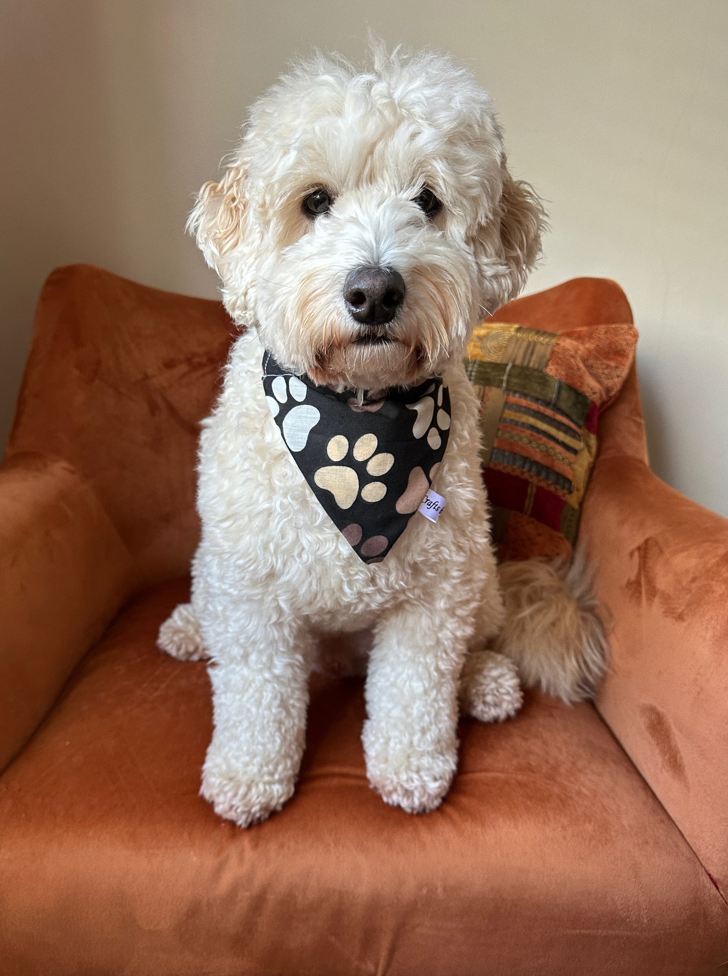 A small, fluffy, white dog with curly fur sits on an orange chair. The dog is wearing a handcrafted Cotton Pet Bandana with collar attachment in the Shades of Coffee design by Crafts by Kate. Behind the dog is a colorful, patterned pillow made from Shades of Coffee Fabric. The dog looks directly at the camera with a neutral expression.