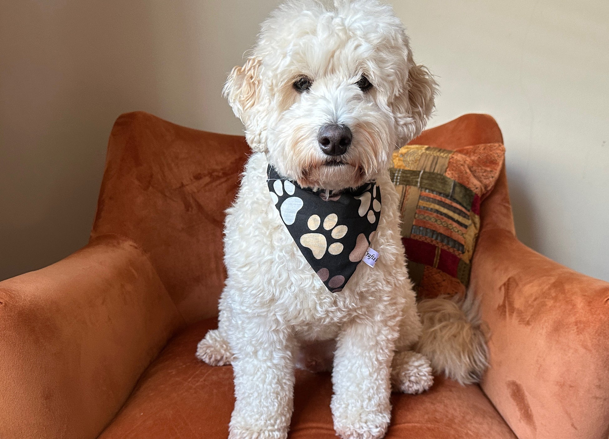 A fluffy white dog is sitting on an orange armchair, wearing a handcrafted Cotton Pet Bandana with collar attachment in Shades of Coffee by Crafts by Kate. The dog looks directly at the camera. A colorful pillow is placed on the right side of the armchair, while the background wall is light-colored.