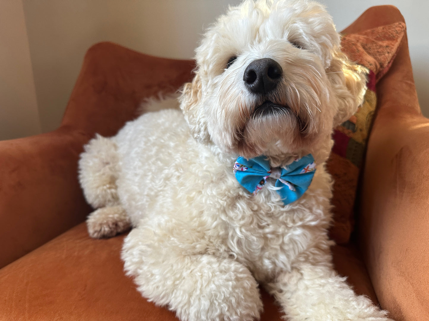 A fluffy white dog, possibly a poodle mix, lounges on an orange chair, wearing the "Summer Chilli" Cotton Pet Bow with collar attachment from Crafts by Kate. The handcrafted blue bow tie features a floral pattern and is skillfully attached using an elastic fastening technique. The dog appears relaxed with its eyes partially closed.