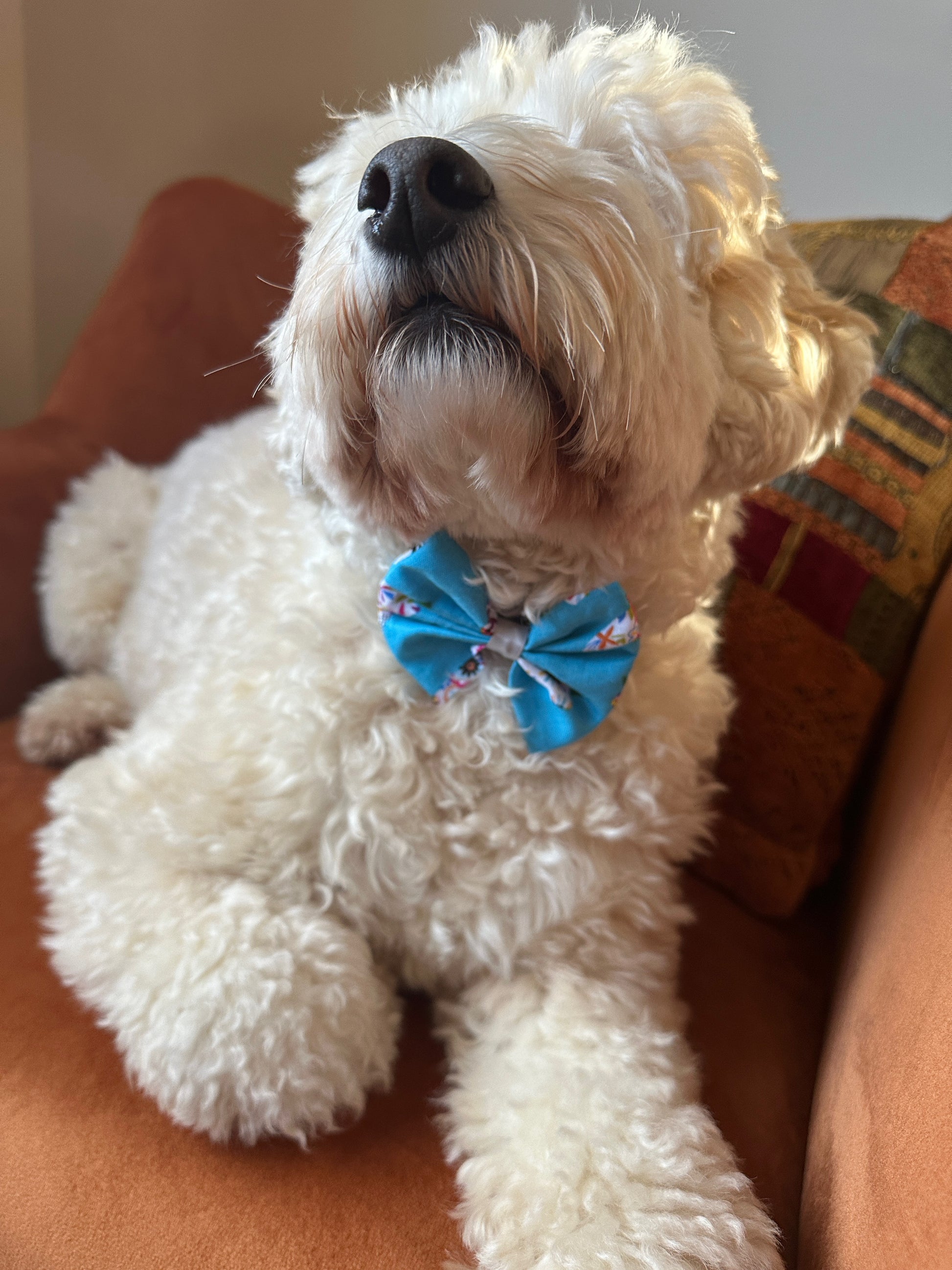 A fluffy white dog with curly fur relaxes on an orange couch, wearing a Crafts by Kate Cotton Pet Bow with collar attachment in the Summer Chilli design. The dog's eyes are partially closed, and it appears content and comfortable. There is a pillow with a geometric design behind it.