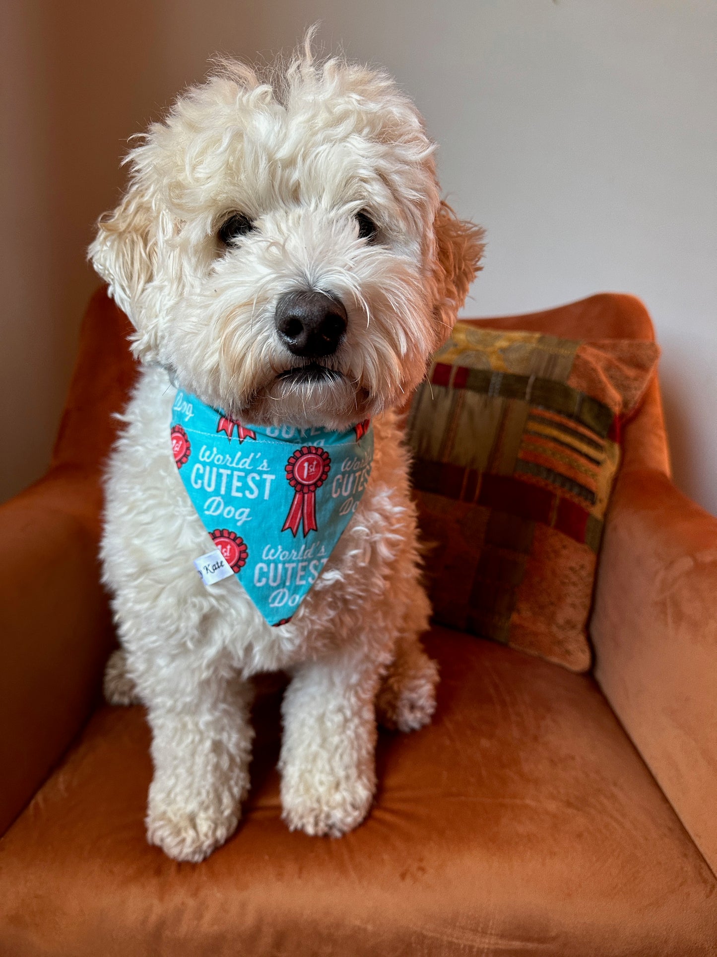 Cotton Pet Bandana with collar attachment - World's Cutest Dog