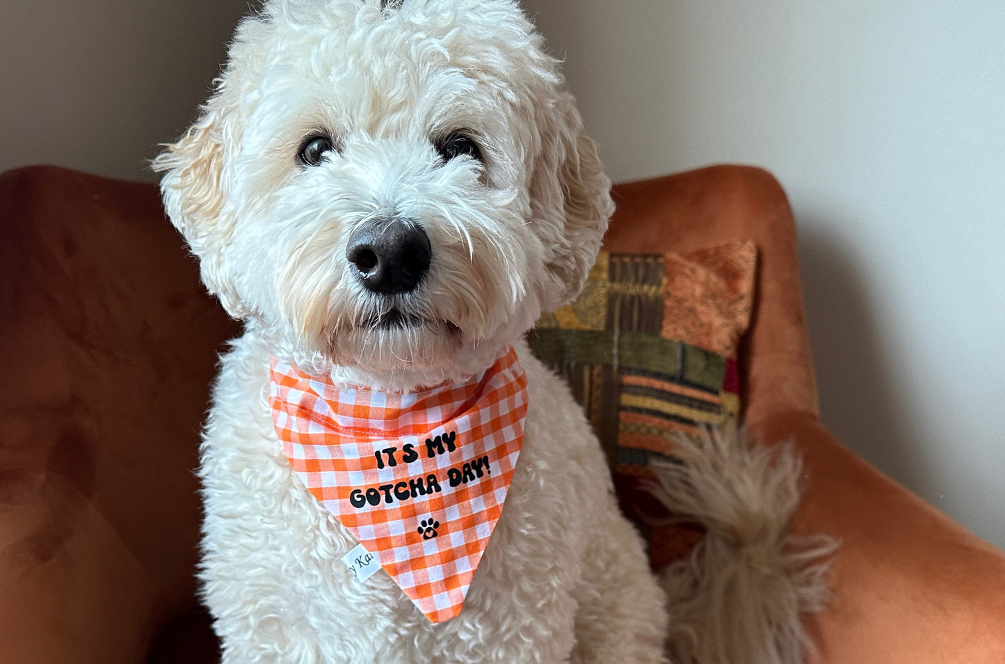 Cotton Pet Bandana with collar attachment - Gotcha Day!