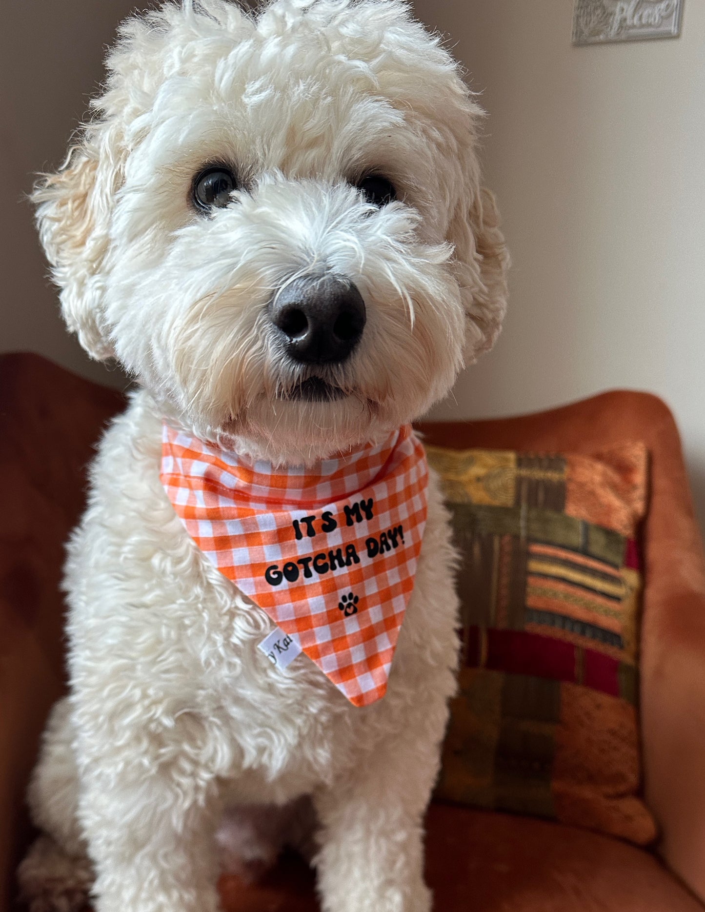 Cotton Pet Bandana with collar attachment - Gotcha Day!